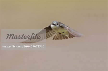 Tree Swallow (tachycineta bicolor) in flight