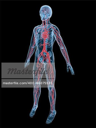 3d rendered anatomy illustration of the human vascular system