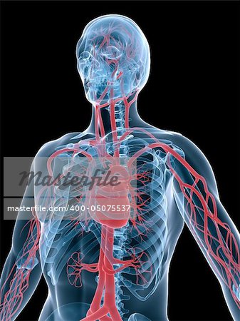 3d rendered anatomy illustration of the human vascular system