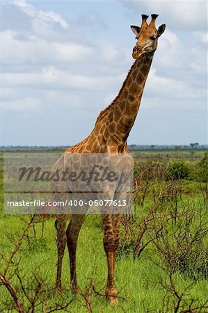 Giraffe in the African bush