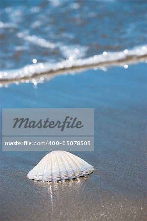 Beach concept. Sea shell with ocean wave on background.