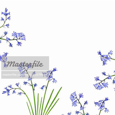 Bluebell flowers forming a border and set against a white background.