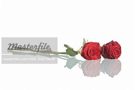 Two red roses  with reflection isolated on white background