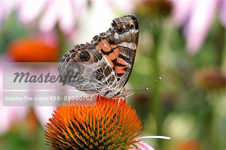 American Painted Lady Butterfly (Vanessa virginiensis) on a cone flower