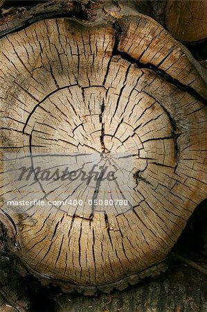 Full screen high resolution shot of wood. Good for a texture or a background