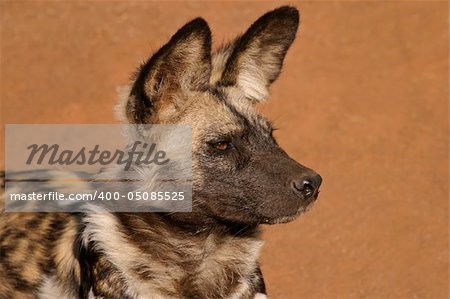 Portrait of an African wild dog or painted hunting dog (Lycaon pictus), South Africa