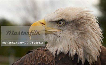 This beautiful Bald Eagle was captured at a Raptor centre in Hampshire, UK.