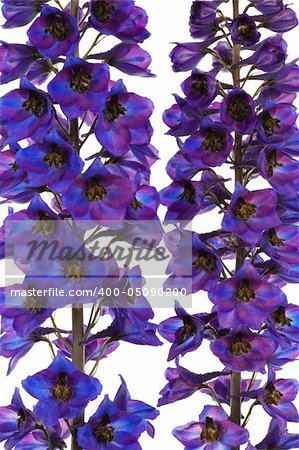 Beautiful purple blue on a white background