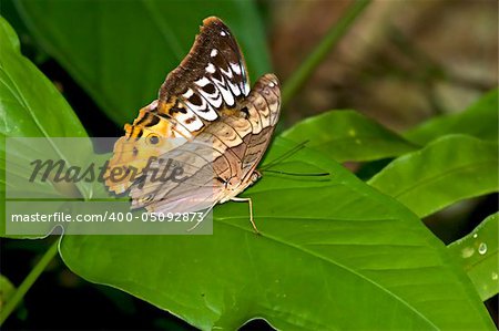 A big colorful butterfly resting on a leaf