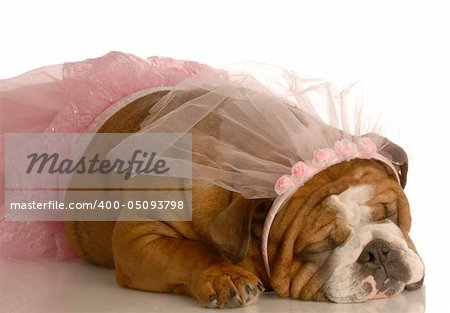 english bulldog dressed up as a ballerina in a pink tutu