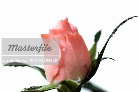 Macro view of a mini rose bud, isolated against a white background