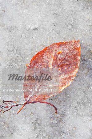 A photography of a frozen red leaf