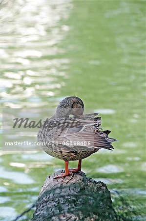 Mallard duck near the water in the summer day.