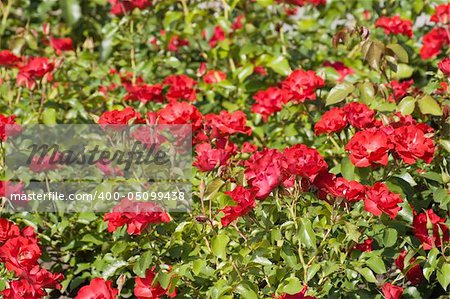 red rose bushes on the flower bed