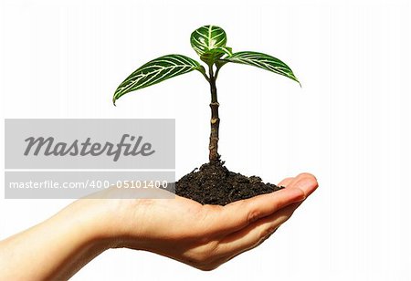 plant in the hand on  white background