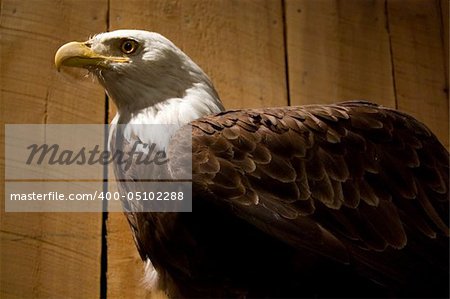 Stuffed Bald Eagle in front of wooden fence.