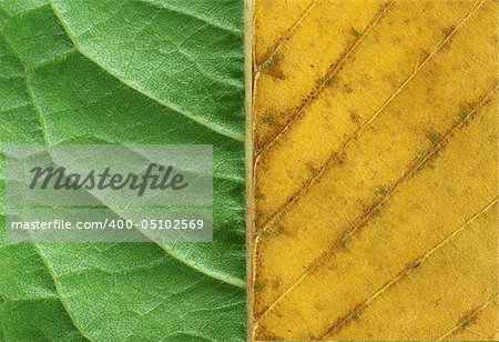 structure of leaf natural background