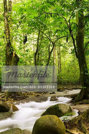 green forest and river