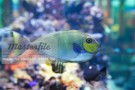 tropical fish - photo taken from oceanarium