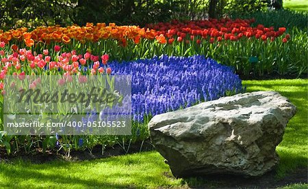 Spring time in park with blooming tulips and common grape hyacinth