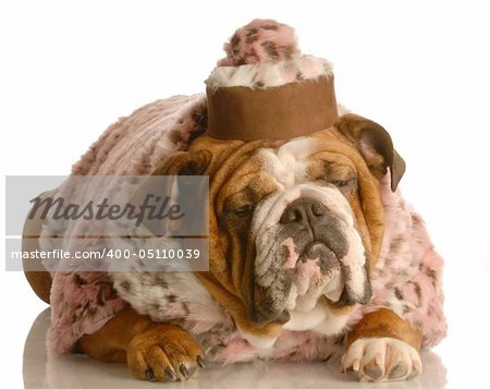 english bulldog wearing pink fur coat and pill box hat