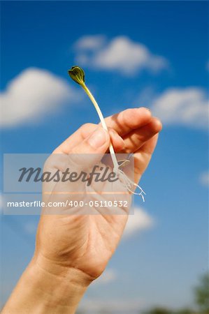 small sprout in the hand over the sky