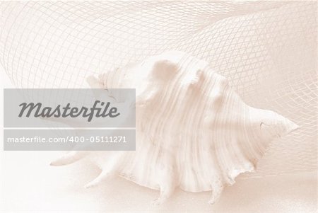 sea shell. Stillife