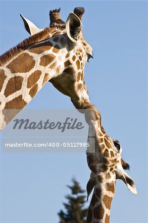 Giraffe mother and baby - love and care- with blue sky background