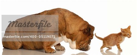 animal behaviour - english bulldog sniffing orange tabby kittens backside