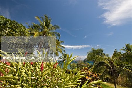 Tropical vista in Montezuma, Costa Rica