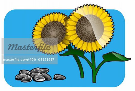 Color illustration of a sunflower. Part of my vector fruit  and vegetables Collection. The vector file is in AI-EPS8 format.