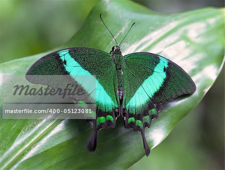 Papilio palinurus - green tropical butterfly on leaf