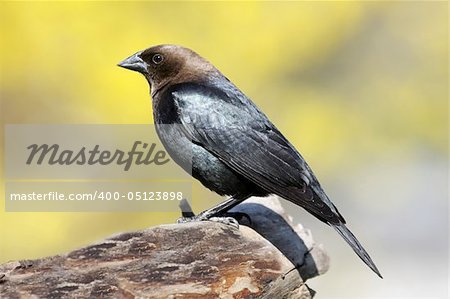 Brown-headed Cowbird (Molothrus ater) on a perch with yellow forsythia bushes