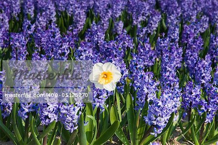Daffodil and purple hyacinths on sunny morning in spring