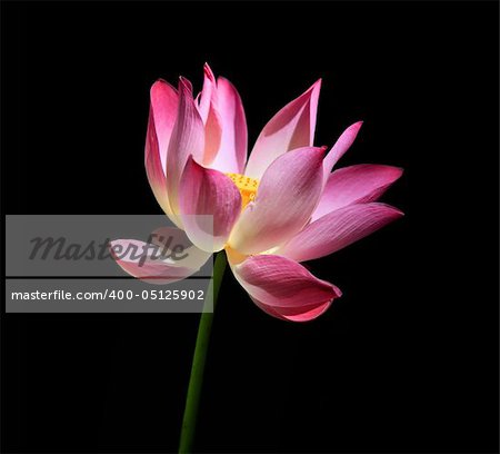 Pink water lilly - detail of a beautiful water lotos in bloom isolated on a black background