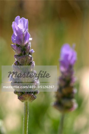 Closeup of Spanish Lavender with second flower in background