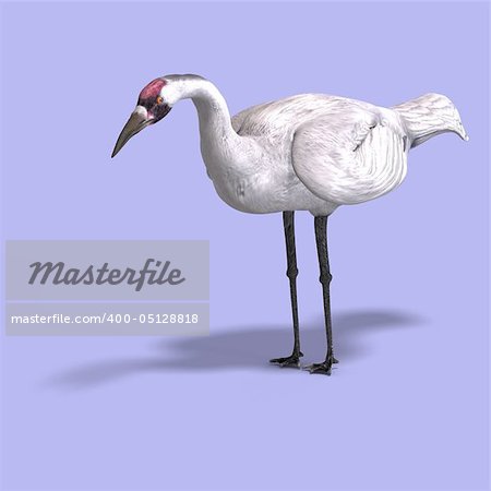 great white crane on blue back With Clipping Path