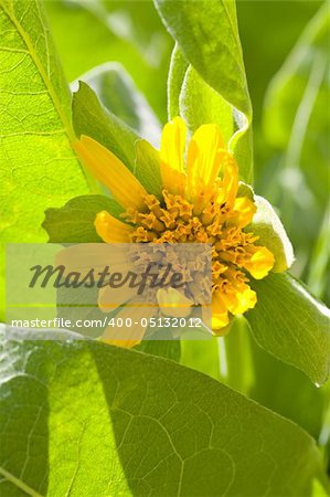 Closeup of Wildflower Gray Mule Ears, Wyethia helenioides