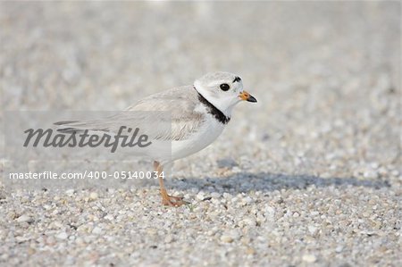 Endangered Piping Plover (Charadrius melodus) on a beach