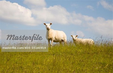 Curious sheep on a dike