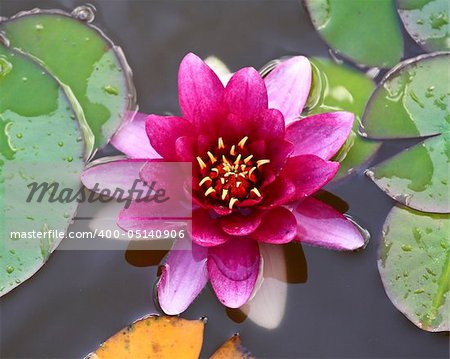 close up imageof classic Nymphaea flower background