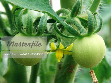 green tomatoes growing on the branches