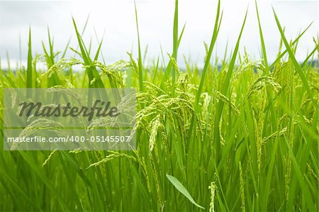 Green rice field in japan