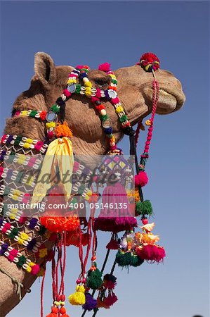 Head and neck of a camel decorated with colorful tassels necklaces and beads. Desert Festival, Jaisalmer, India