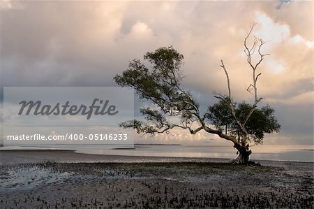 Sunrise colour behind the lonely mangrove tree