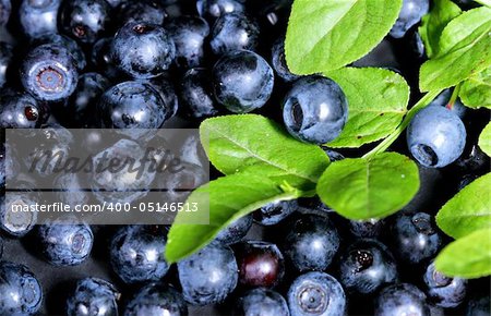 beautiful blue bilberries