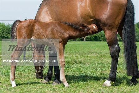 Young horse drinking milk from his mother