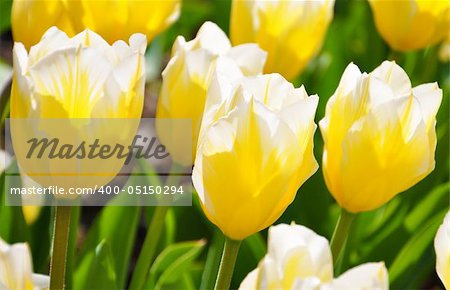 white-yellow blooming tulips