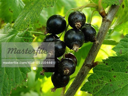 little bunch of blackcurrant on the branch