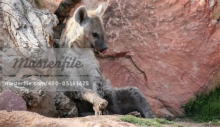 Hyena in bioparc in Valencia, Spain